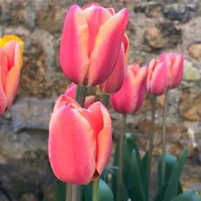 Apricot Foxx Tulip (Tulipa Apricot Foxx) Img 3